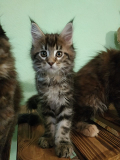 Photo №4. I will sell maine coon in the city of Chelyabinsk. from nursery - price - 235$