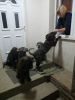 Photo №4. I will sell cane corso in the city of Belgrade. private announcement - price - Is free