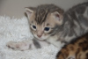 Photo №1. bengal cat - for sale in the city of Yekaterinburg | 1350$ | Announcement № 11735