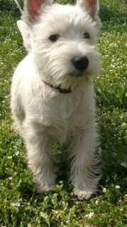 Additional photos: West Highland puppies from an import manufacturer, grandson of the World