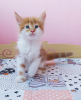 Photo №2 to announcement № 11465 for the sale of maine coon - buy in Ukraine breeder