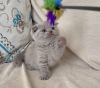 Photo №2 to announcement № 83554 for the sale of scottish fold - buy in United States private announcement