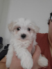 Photo №2 to announcement № 92654 for the sale of bichon frise - buy in United States breeder