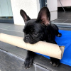 Photo №1. french bulldog - for sale in the city of Potsdam | 380$ | Announcement № 122991