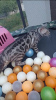 Photo №2 to announcement № 52909 for the sale of bengal cat - buy in Poland from nursery, breeder