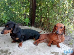 Photo №1. Mating service - breed: dachshund. Price - 200$