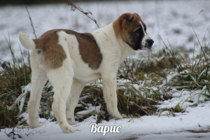 Additional photos: High-breed puppies of the Central Asian Shepherd