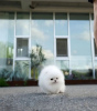 Photo №1. pomeranian - for sale in the city of Viersen | 528$ | Announcement № 80844