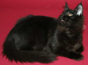 Photo №2 to announcement № 5032 for the sale of maine coon - buy in Ukraine from nursery, breeder