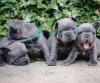 Photo №1. french bulldog - for sale in the city of Mannheim | 317$ | Announcement № 82401