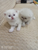 Photo №2 to announcement № 9122 for the sale of british shorthair - buy in Russian Federation breeder