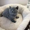 Photo №2 to announcement № 123046 for the sale of british shorthair - buy in Hungary private announcement