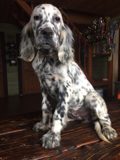 Additional photos: In the Allure Show kennel, English Setter puppies are for sale!