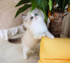 Photo №1. ragdoll - for sale in the city of New York Mills | 250$ | Announcement № 58803