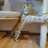 Photo №3. F1 and F2 Savannah Kittens Available. Sweden
