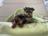 Photo №2 to announcement № 75768 for the sale of yorkshire terrier - buy in Lithuania private announcement, breeder