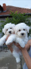 Photo №4. I will sell bichon frise in the city of Kikinda.  - price - Is free