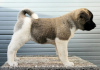 Photo №4. I will sell american akita in the city of Kraljevo. breeder - price - negotiated