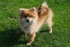 Photo №4. I will sell pomeranian in the city of Москва. breeder - price - 260$