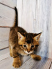 Photo №2 to announcement № 9494 for the sale of chausie - buy in Russian Federation from nursery, breeder