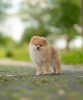 Photo №1. pomeranian - for sale in the city of Mogilyov | 500$ | Announcement № 69819
