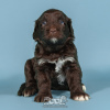 Photo №4. I will sell portuguese water dog in the city of Evora. breeder - price - Is free