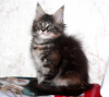 Photo №4. I will sell maine coon in the city of St. Petersburg. from nursery, breeder - price - 473$