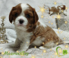 Photo №3. Cavalier King Charles Spaniel puppies. Belarus