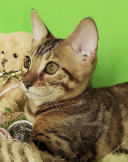 Photo №2 to announcement № 3393 for the sale of bengal cat - buy in Russian Federation from nursery, breeder