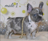 Photo №4. I will sell french bulldog in the city of Minsk. private announcement, from nursery - price - 1500$