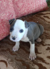 Photo №1. staffordshire bull terrier - for sale in the city of Kovačica | 211$ | Announcement № 103917