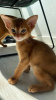 Photo №3. Abyssinian baby color sorrel. Russian Federation