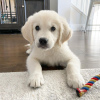 Photo №1. golden retriever - for sale in the city of Tallinn | negotiated | Announcement № 124645