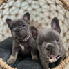 Photo №1. french bulldog - for sale in the city of Афины | Is free | Announcement № 125325