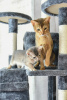 Photo №4. I will sell abyssinian cat in the city of Zaporizhia. breeder - price - 500$