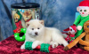 Photo №1. shiba inu - for sale in the city of Manila | negotiated | Announcement № 75323