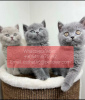 Photo №1. british shorthair - for sale in the city of Geneva | 370$ | Announcement № 11320