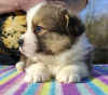 Photo №2 to announcement № 9705 for the sale of welsh corgi - buy in Russian Federation from nursery
