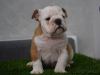 Additional photos: English bulldog puppies