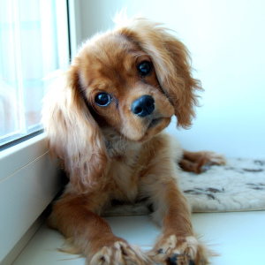 Photo №2 to announcement № 2348 for the sale of cavalier king charles spaniel - buy in Russian Federation breeder
