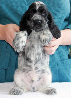 Photo №2 to announcement № 5838 for the sale of english cocker spaniel - buy in Russian Federation breeder