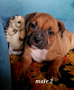 Photo №1. staffordshire bull terrier - for sale in the city of Vuillafans | 1691$ | Announcement № 78623