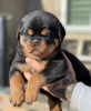 Photo №1. rottweiler - for sale in the city of Prague | negotiated | Announcement № 83740