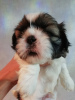 Photo №3. Purebred Shih Tzu puppies.. Estonia