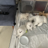 Photo №3. Beautiful Pomeranian puppies. Germany