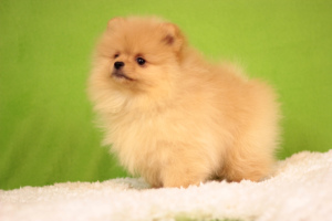 Additional photos: Pomeranian Spitz