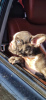 Photo №1. french bulldog - for sale in the city of Торонто | 2500$ | Announcement № 13105