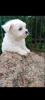 Photo №2 to announcement № 65252 for the sale of maltese dog - buy in Greece from nursery