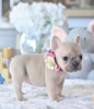 Photo №1. french bulldog - for sale in the city of Bremen | negotiated | Announcement № 64573