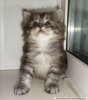 Photo №2 to announcement № 9051 for the sale of kurilen bobtail - buy in Ukraine breeder
